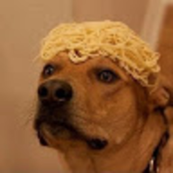 Meet your Posher, Rocco - Picture 1 of 1